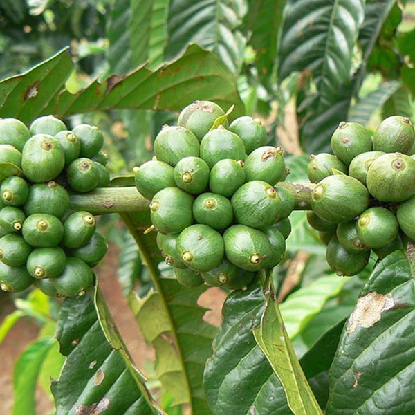 50% Chlorogenic Acid Organic Pure Green Coffee Bean Extract