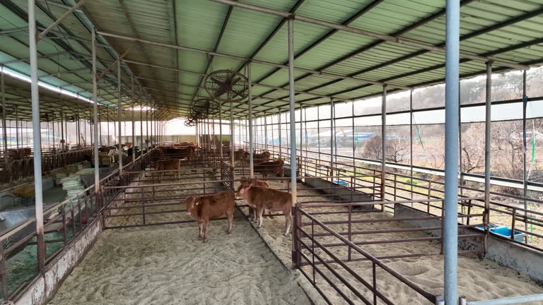 Pre-Engineered Steel Freestall Dairy Barns with High-Tensile Structural Steel and Automated Watering System
