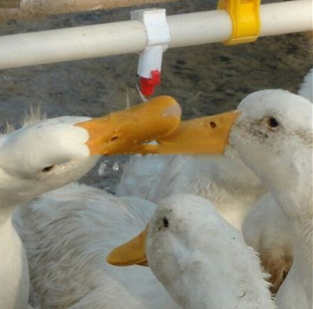 Поднос для кормления уток и гусей