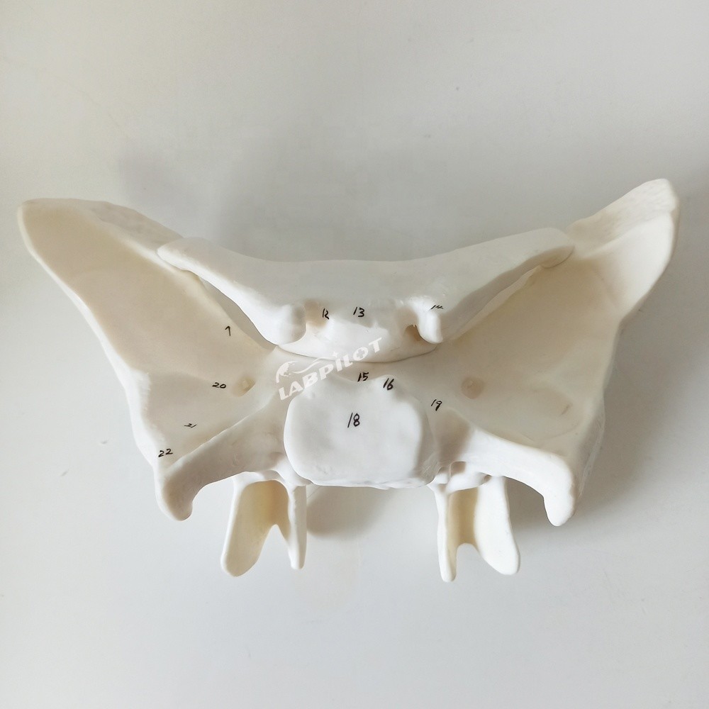 Amplified Alar Bone Sphenoid Bone Detailed Anatomy Structures Model for Medical Study