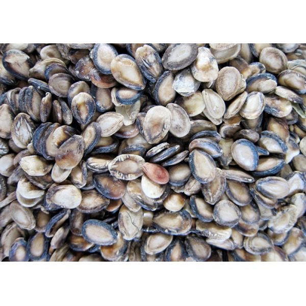 Watermelon Seed Kernels Walnut Sorting Machine Intelligent 8 Channels