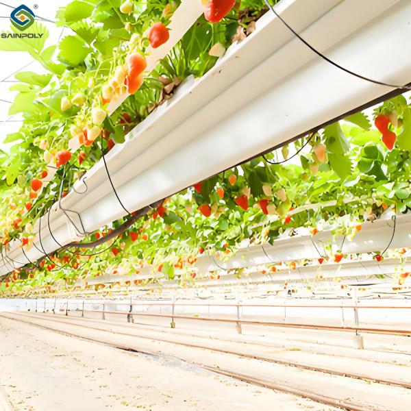 Stable Energy Saving Strawberry Greenhouses With Heating Cooling System