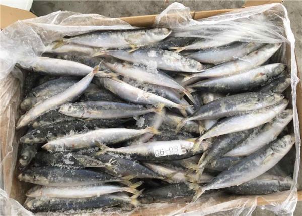 isca de pesca congelada 8pcs
