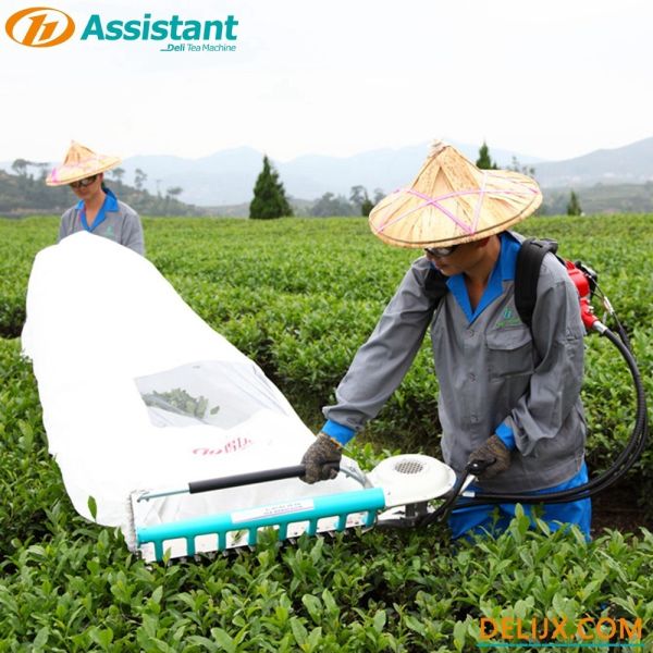DL-4C-A 600mm Cutting Width Semi-Automatic Tea Harvester for 0.7 0.8 HP Tractor Power