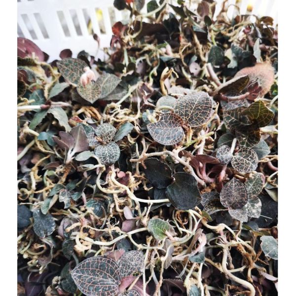 Orchidée du fil d'or naturel séché d'Anoectochilus Roxburghii Wall Lindl