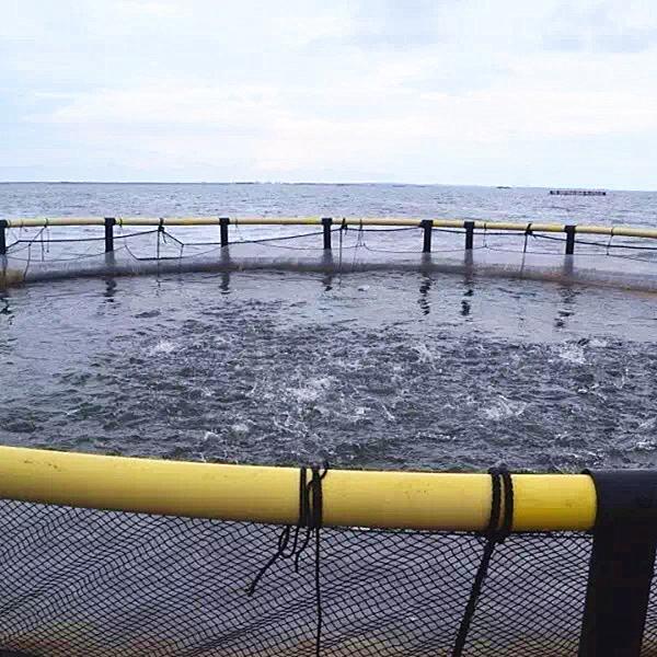 Caja de cultivo de peces redonda de HDPE de 10 a 50 m de diámetro con tubería de 200 a 400 mm