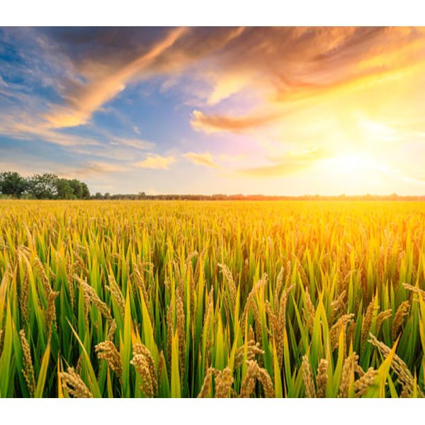 Химический пестицид Тиаметоксам Убивающий личинки Инсектицид, эффективный против рисовых кузнечиков Cotent 30% Тиаметоксам жидкий