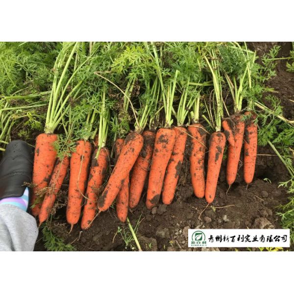 HACCP / GAP Standard Fresh Organic Carrots Own Plantation Supply To Supermarket