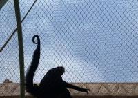 AISI 316 2.4mm Monkey Enclosure Wire Rope Mesh For Safety Fence