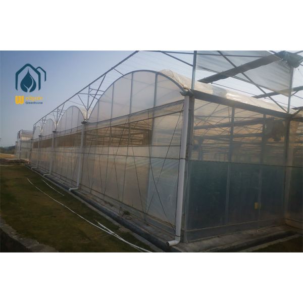 8mm Twin-Wall Polycarbonate Panel Multi Span Greenhouse with Superior Insulation...