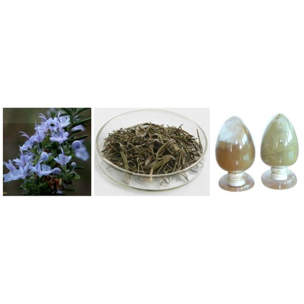 100%Natural Rosemary Herb Extract,2.5%-40% Rosmarinic acid/6%-75% Carnosic Acid