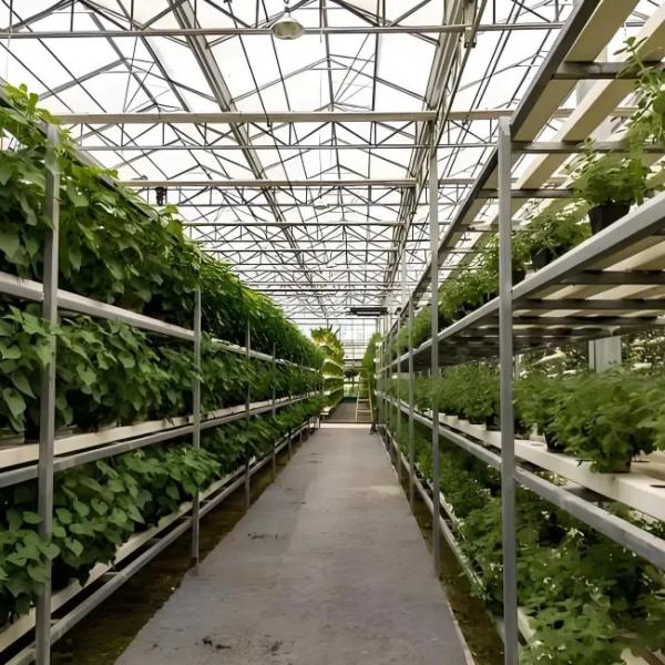 Professional Commercial Greenhouse Venlo Greenhouse Structure for planting with Smart systems