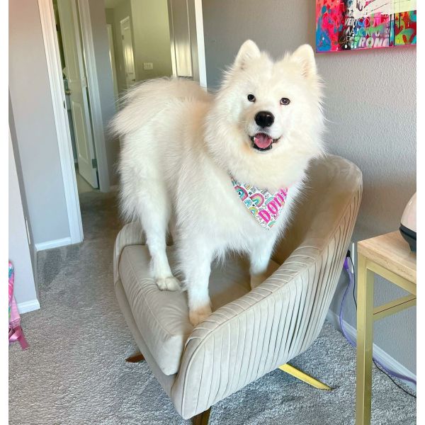 ODM Modern Swivel Chair Metal Base For Office Leisure Living Room