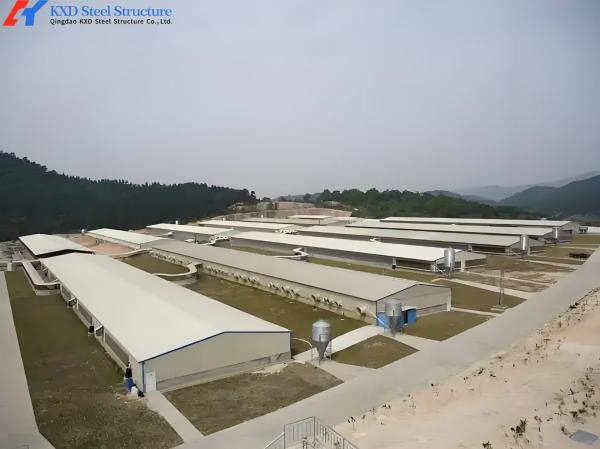 30000 Poultry Broiler Chicken Shed with Automatic Feeding System