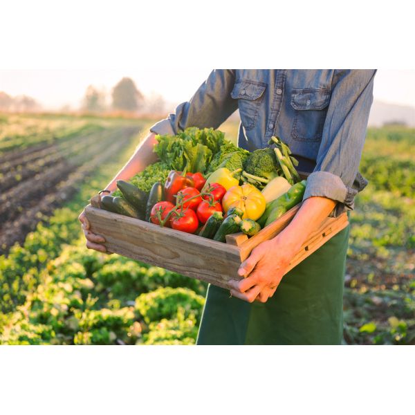 Green Shield Liquid Amino Acid Biofertilizer for Stress Resilience Yield Surge and Eco-Safe Agriculture