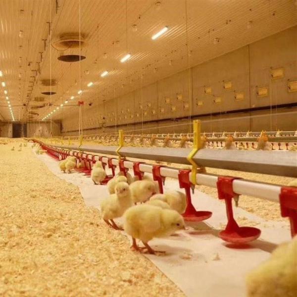 Best Price Automatic Poultry Farm Broiler Feeding Line Chicken Feeding and Drinking Pan