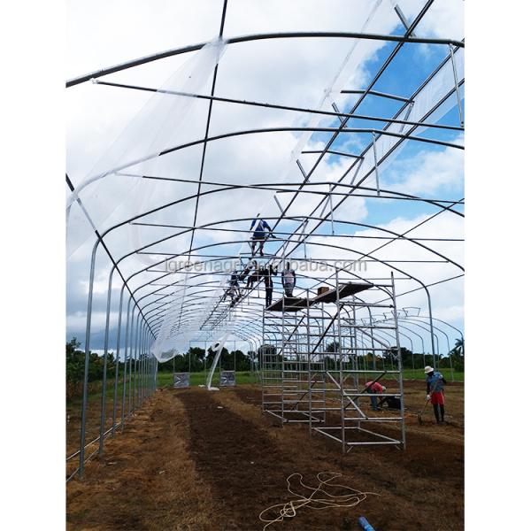 7.5M Height Single Span Greenhouse 300sqm Customized Tropical Green House