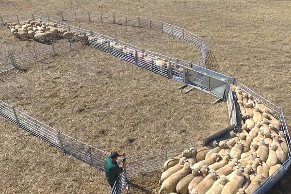 Cerca galvanizada 1.7m maioria Panels dos rebanhos animais do aço carbono, painéis portáteis da cabra