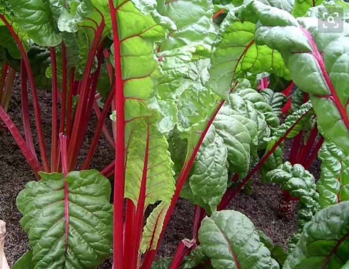 Quelato do ácido aminado do cobalto do adubo orgânico para beterrabas