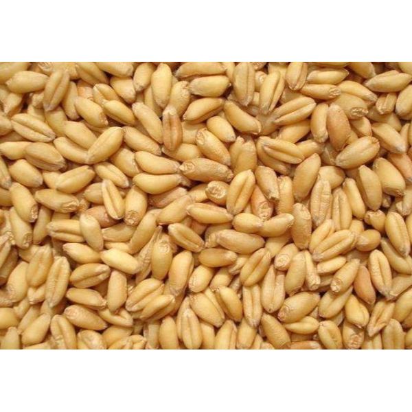 VG Wheat-Specific Intelligent Optical SorterProduct Description: Equipped With An AI Deep Learning Multispectral Sorting Solution, It Is Custom-developed Exclusively For Wheat. 