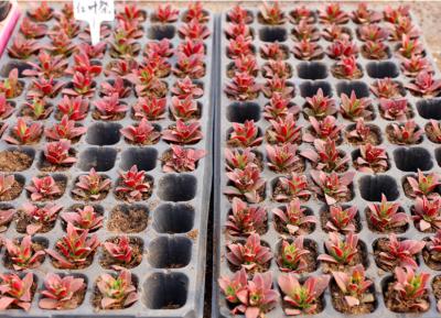 32, 50, 72, 98, 105, 128, 200 seedling trays, seedling holders, plastic seedling trays  seedling tray  seed starter tray   seedling starter tray
