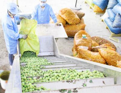Economia da água do equipamento de processamento da fábrica de tratamento/suco do pêssego da ameixa do abricó