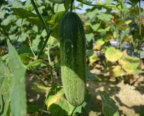 CU05 No.903 high yield bulk wholesale f1 hybrid smooth cucumber seeds in vegetable seeds supplier