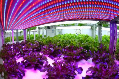 Led  square growing lights100W, 300W , 150W 420.0x223.0xH110.0 mm dimmension led cob downlight with honeycomb chimney sh