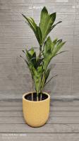 Yellow Honeydew Melon Rind Patterns Round Fiber Clay Planter Gardens Landscaping Project
