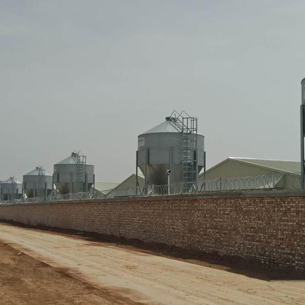 O silo da casa das aves domésticas do porco alimenta a escaninho 40 o diâmetro do telhado 1830mm 3660mm do grau