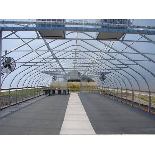 Single Span PE Film Greenhouse TUV Low Cost Poly Tunnel Greenhouse