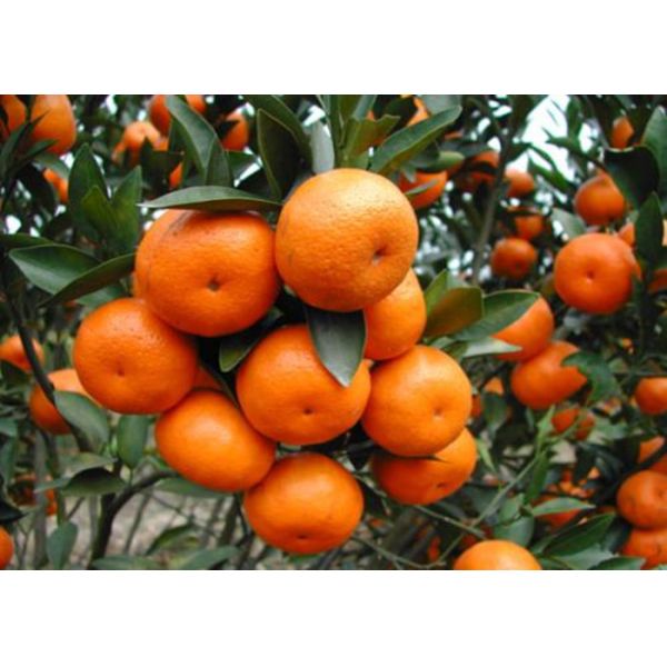 Экологическое расстворимого в воде медного источника завода хелата аминокислоты безопасное