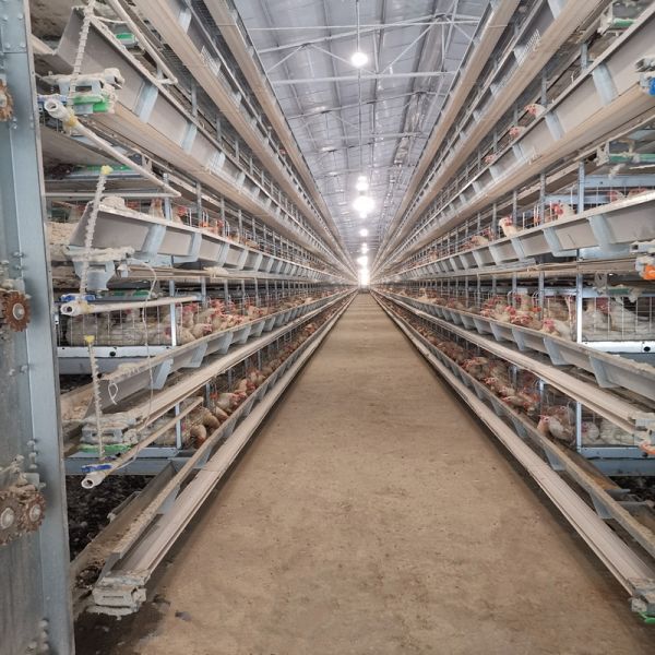 Филиппины гальванизировали тип 68КГ ИСО9001 клетки х цыпленка слоя яйца