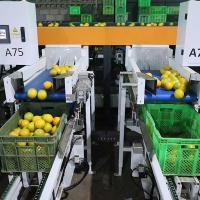 Machine de tri de citrus orange de haute précision et précision, capable de 50 à 100 mm de diamètre
