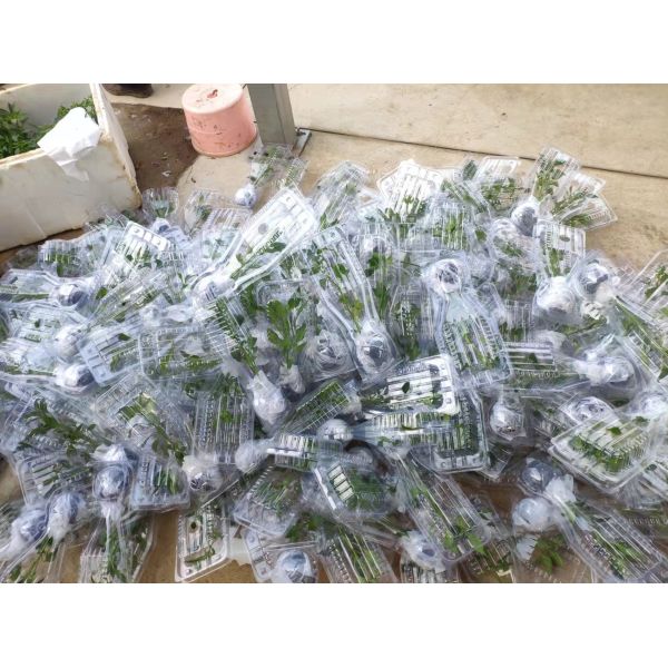 Boîte d'emballage de plantes en plastique, expédition de plantes vivantes, boîte à ampoules, emballage en coquille pour plantes