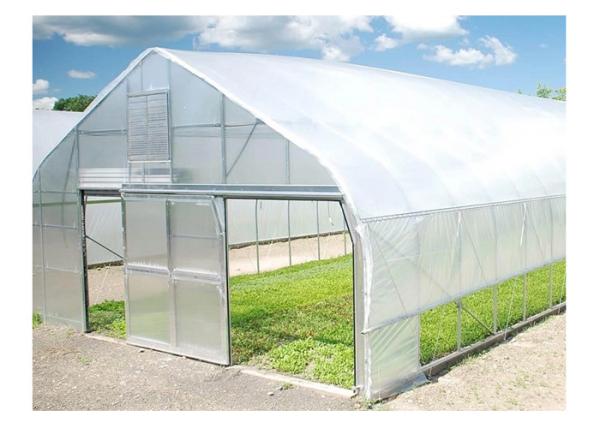 Tomato Plant  Hydroponic Good Weather Resistance Agricultural Greenhouse