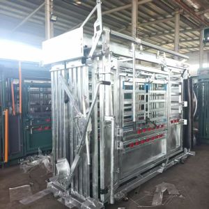 Galvanized Cattle Crush With Weighing Scale