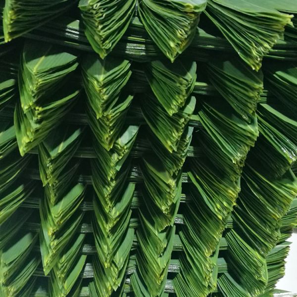 Wholesale  Natural Sushi Fresh Bamboo Leaf Leaves