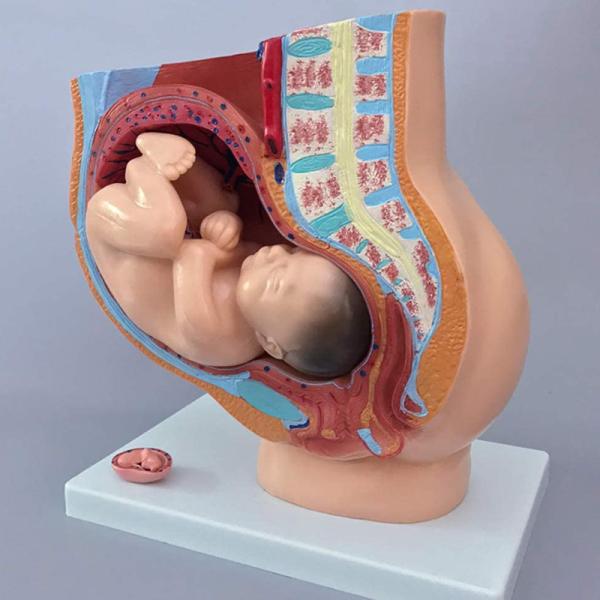Human Female 9 Months Fetus Pregnancy Anatomical Model For Obstetrics Gynecology Teaching