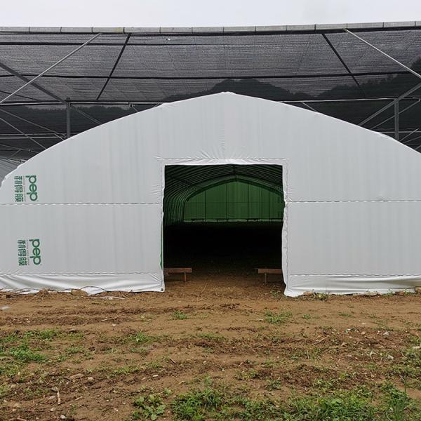 Agriculture Chinese Organic Mushroom Management Greenhouse Single-Span Greenhouses