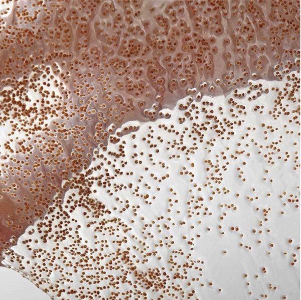 Máscara facial da alga natural da marca própria 100% que ilumina a máscara antienvelhecimento da alga do colagênio