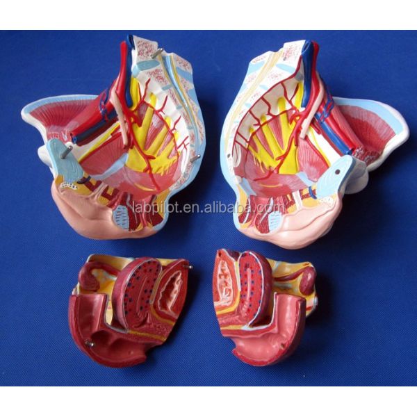 Female Pelvic Cavity Model Muscles Vessels and Nerves for Medical Demonstration ' Choice