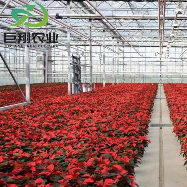 Juxiang Agricultural Nft Hydroponic Film Greenhouse para sistema de cultivo de vegetais