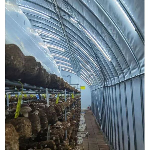 Modern Sunlight Glass Greenhouse with Automatic Irrigation System