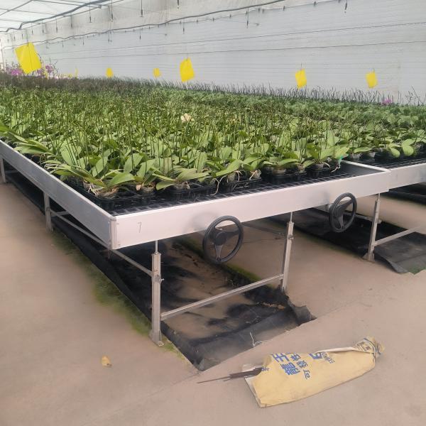 Plantation de fleurs Serre semis Bancs roulants Plante de table mobile