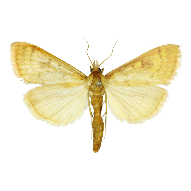 Pheromone Lure for Ostrinia furnacalis