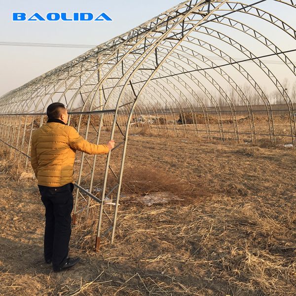 Double Arches Double Film Agricultural Growing 10X50m Single Span Greenhouse