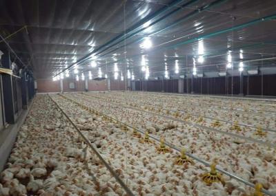 Grelha Pan Feeding Chicken Farm Equipment 50hz 60hz de 14 grades