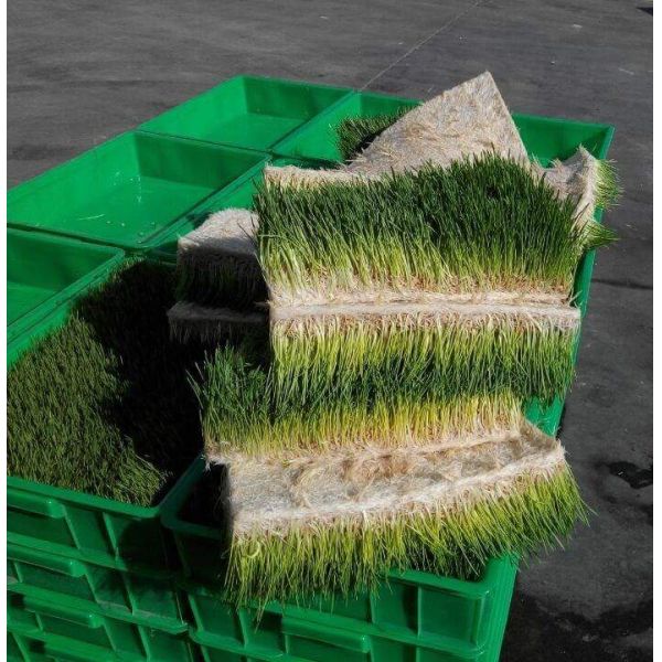 машина корма ячменя пшеницы интеграла 2.4*1*2.1M небольшая с подносами 64pcs