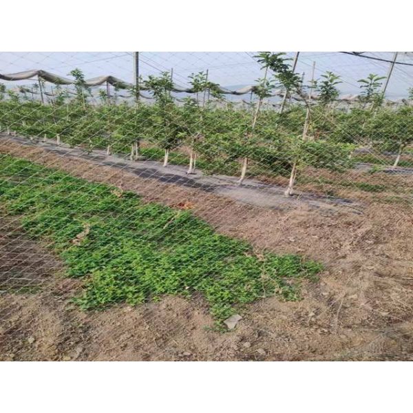 Ageing Resistance Anti Bird Netting For Vegetable Plants And Fruit Trees